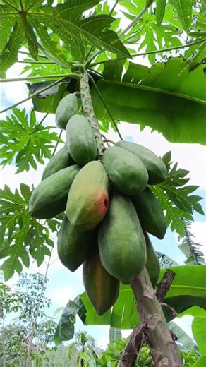 May the life of the people who watch this video be prolonged. #trending #shorts #viral #youtubesh...