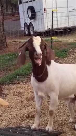 #usb #usbc #prank #coworkers #laughing #screaminggoat #goatsound