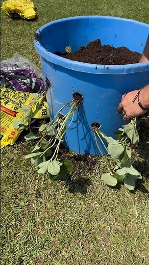 How to Build a Strawberry Tower That Actually Works #diy #strawberry #garden