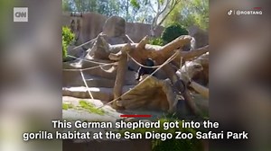 Gorillas chase unwanted guest in zoo enclosure