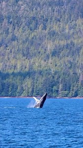 Located in Tongass National Forest, the nation’s largest national forest, Waterfall Resort is the perfect place to spot diverse wildlife. You’ll experience more than just world-class fishing on your trip with us! 🎣🐻#WaterfallResort #Alaska #AlaskaWildlife #FishingTrip | Waterfall Resort Alaska