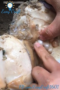 Taking out Pearls from Sea Shell | Awesome Ideas