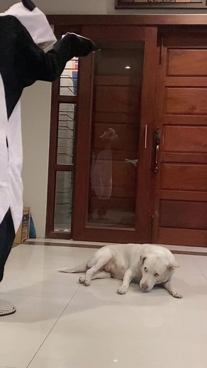 Playful Panda Costume Meets Relaxed Dog