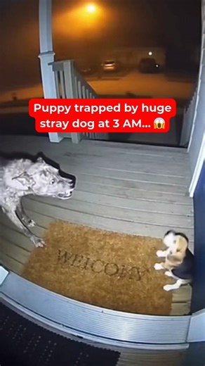 Stray Monster Lunged at Helpless Puppy… What She Did Next Went Viral 😢❤️ #shorts
