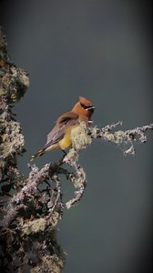 🐦Birds tell the story of the boreal. When forest structure changes or wetlands are disturbed, birds tend to feel it first. Declines in certain species can warn us that larger ecosystem shifts are underway. By listening to these early signals and supporting Indigenous-led conservation across the boreal, we help protect the landscapes that birds and people both rely on. Strong bird populations point to healthy, resilient forests. More at https://www.borealconservation.org/north-americas-bird-nurs