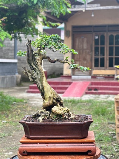 Cudrania Bonsai Original - Maclura Bonsai - Etsy UK