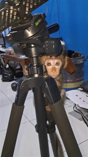 The baby monkey was a little scared of me. #babymonkey #scarybabymonkey | baby monpai