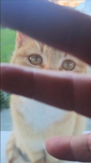 🕺 Dance with me – cat on the window!