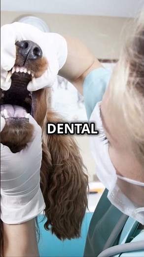 Treating Your Dog's Gingivitis at Home: Tips and Tricks #petdentalhealth #vet #animals