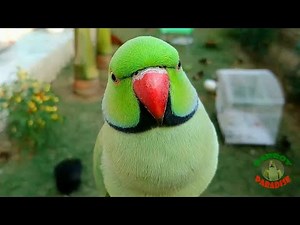 Best Videos of Parrots 2024 Compilation | Talking Parrot Natural Sounds