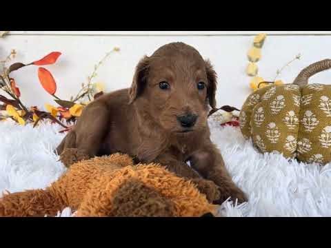Romeo - Medium Goldendoodle - Family Bred Puppies