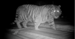 L'Œil de GEO: ces images rares bouleversent ce que l'on croyait savoir sur les tigres mâles