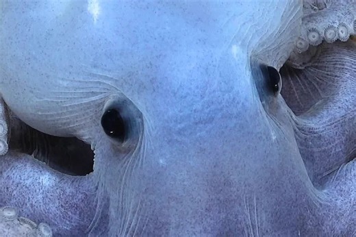 Mystery from the deep: rare octopus spotted over 4,400 metres below the surface