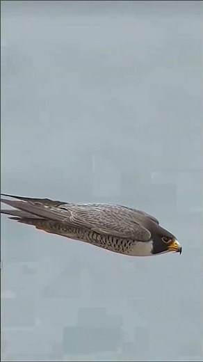 Peregrine Falcon Deadly Attack on Duck #falcon #falconattack #trending #shorts