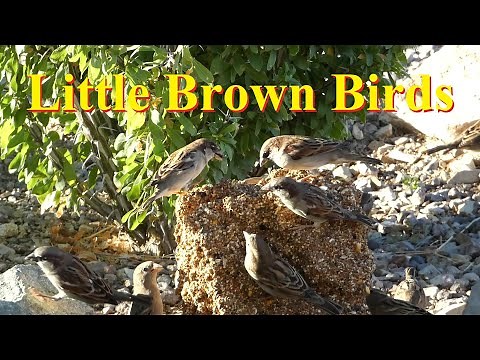 Little Brown Birds At Your Feeder