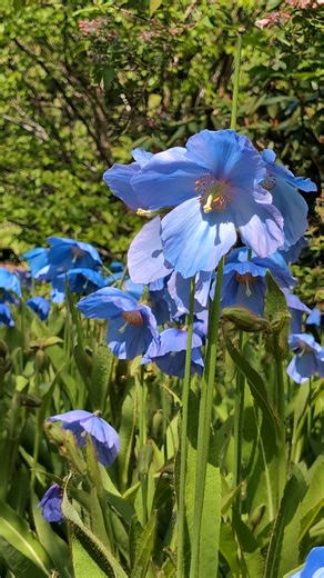 Meconopsis fans, this one's for you. Join botanist and tutor Matt in the Garden with the show-stopping Himalayan poppies. | Royal Botanic Garden Edinburgh
