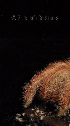 Tarantula kicking/flicking urticating hairs 👀 #spider #tarantula #newworld #nhandutripepii