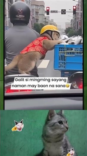 Babon beraksi #cat #hiburanrakya #reactionseadanya #kucinglucu #hiburansegar #funny #kucing