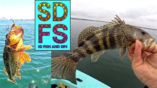 Solo Skiff Fishing San Diego Bay: Spotted Bay Bass, Sculpin & Slow Pitch Jigs