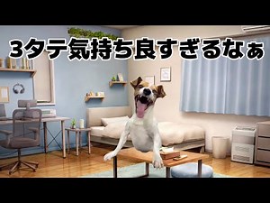 【中日】 猫ミーム 髙橋宏斗選手が投打に大活躍で首位ヤクルト相手に3タテとなり昇天する中日ファン #猫ミーム #中日ドラゴンズ #髙橋宏斗 #細川成也 #川越誠司 #3連勝 #3タテ