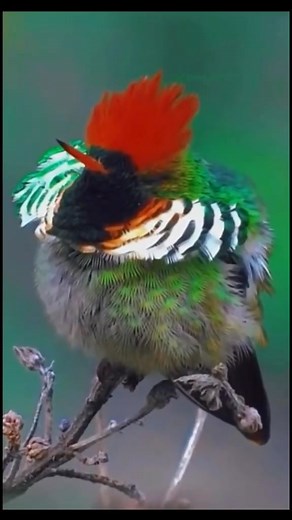 #bird #birdwatching #nest #wildlife #birdlovers #animals | Bird Viewing