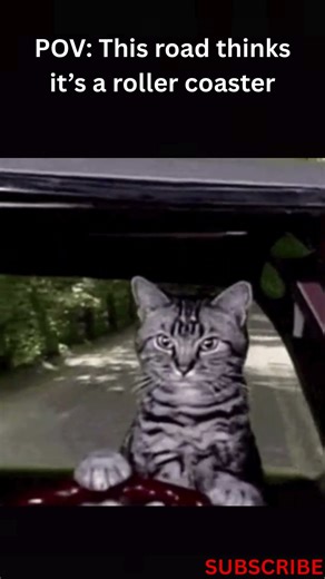 This Is Not a Road, It’s a Ride 🚗🎢 #catmemes #drivingmemes #pov #relatable #roadproblems #viral