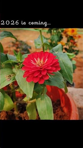 Happy New Year🌷✨||#shorts#reel#hope#motivation#trendingshorts#music#edit#2026#love#quotes#aesthetic