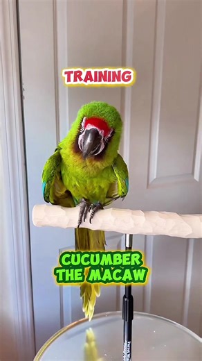 Here is some training with Cucumber the Great Green Macaw. We practice putting on his harness, doing some step ups, flying some flight recalls, and targeting. These are some things we practice daily to ensure he remains easy to handle. This Buffon's Macaw loves training! #macaw #parrot #care #trainedparrot #buffonsmacaw