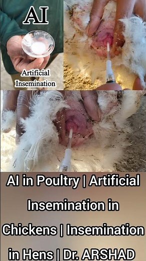 AI in Poultry | Artificial Insemination in Chickens | Insemination in Hens