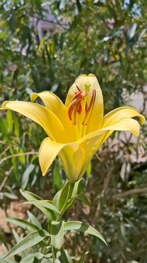 yellow asiatic lily 💛 ✨️ #youtube #garden #shorts