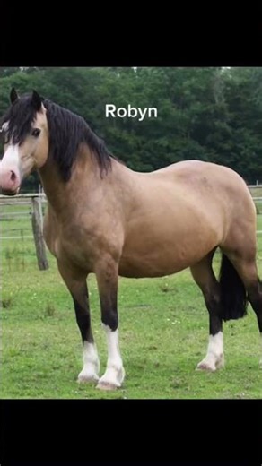 #horses #equestrian #pony #horseriding #horsegirl