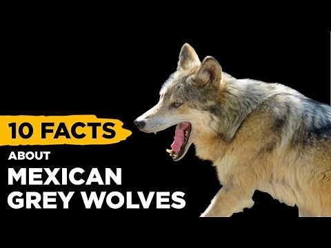 10 Fascinating Facts About Mexican Grey Wolves (‘El Lobo’)
