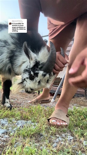 Baby Goat with Anger Problems: Funny Baby Goat Videos