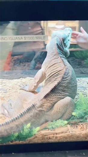Rhinoceros Iguana Time!