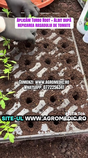 Aplicăm Turbo Root Albit după repicarea rasadului de tomate #turboroot #albit #repicarerasaduri #agromedicro Repicarea răsadului este operațiunea prin care planta tânără se mută dintr-o alveolă mică într-un ghiveci sau cub nutritiv mai mare. Procedeul stimulează dezvoltarea rădăcinilor, oferă mai mult spațiu de creștere și ajută la obținerea unor răsaduri viguroase și uniforme. Pentru stimularea înrădăcinării am aplicat TurboRoot, iar pentru reducerea stresului după repicare am folosit Albit. @V