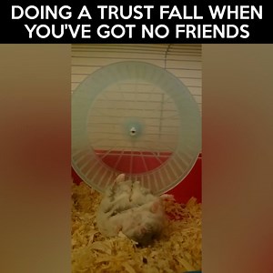 304K views | Doing a trust fall when you've got no friends Credit: Viralvideouk | LOLKidz | Facebook