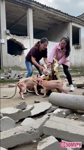 2 girls caught a giant python in a pigsty