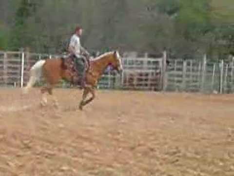 Palomino Horse Loping