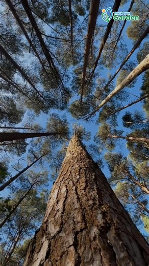 One mature tree absorbs up to 48 pounds of carbon dioxide each year, cleaning the air and cooling cities. 🌳 #TreeFacts #CleanAir #ClimateAction #GreenPlanet #EcoFriendly #fblifestyle | Thank Your Garden