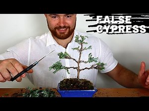 Repotting my Chamaecyparis Pisifera 'Boulevard' Bonsai | False Cypress Update