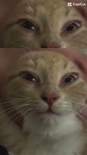 Funny cat edit #cat #happynewyears #roblox #funny #Kitten #Puppy ￼