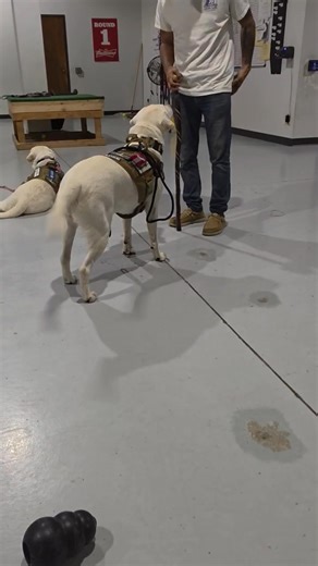 Task testing. Our dogs are trained to perform multiple tasks for their handler. Task “pick up dropped objects” must be executed 5 consecutive times in our facility. | Honoring America's Warriors