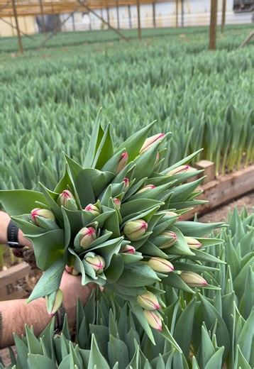 It is time for tulips! Be ready for this gorgeous Proton at the auction Royalfloraholland! 🌷👌