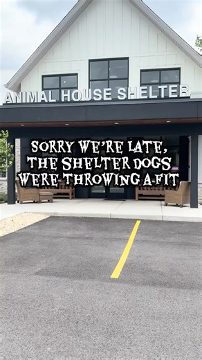 Shelter dogs throwing a Halloween fit!