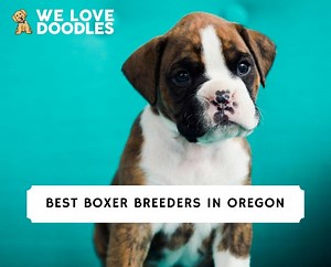6 Best Boxer Breeders in Oregon! - We Love Doodles
