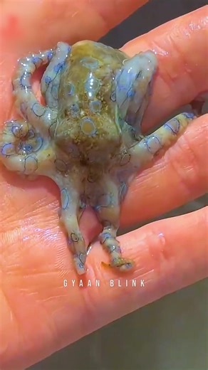 Ye Chhota Sa Octopus Insaan Ko Zinda Maar Sakta Hai 😨