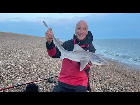 Chesil Back On Form! Sea Fishing Chesil Beach May 2024.