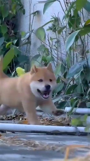 Why This Yellow Chinese Village Dog + Fresh Hand-Pulled Noodles = My Perfect Summer Memory (Not Just