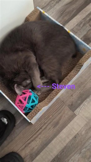 Steven has NO IDEA he's being filmed sleeping 😹 #cat #cute