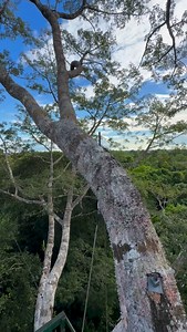 Ancient tree giants of the Amazon Rainforest ….Kapok trees can grow over 200 feet tall, and several hundred years old with a massive trunk and wide-spreading branches - at the base of the tree a wide buttress forms to keep the tree stable. Amazonia Guide Claudio enjoying the view from above the canopy. 🌳 | Amazonia Expeditions
